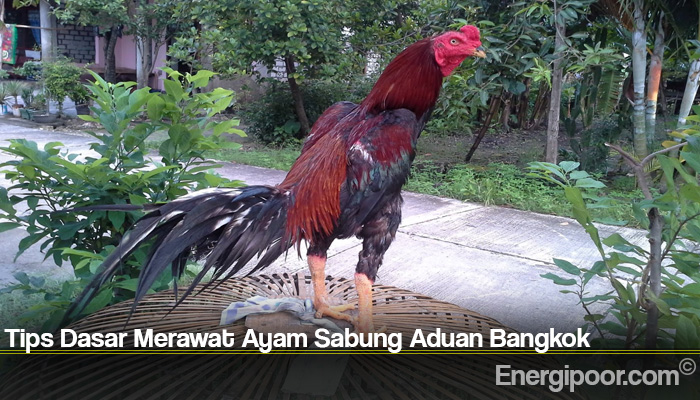 Tips Dasar Merawat Ayam Sabung Aduan Bangkok